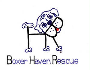 boxer-haven.jpg