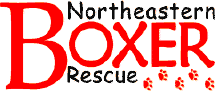 northeastern-boxer-rescue.gif