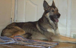 harley-guarding-the-door.jpg